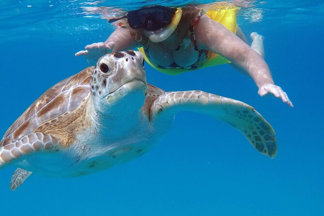 Che’s snorkel cruise! turtles & shipwrecks (semi private) - Second stop: shipwrecks, reef, and rays