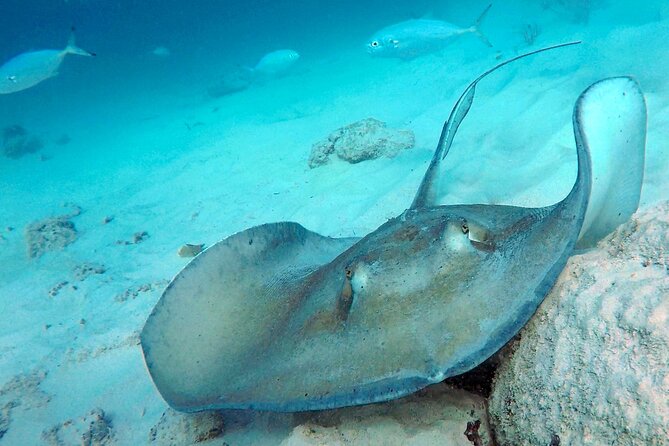 Che’s snorkel cruise! turtles & shipwrecks (semi private) - What the small group changes