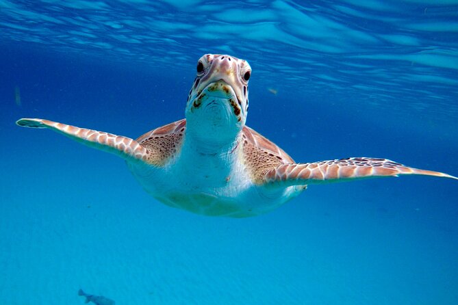 Che’s snorkel cruise! turtles & shipwrecks (semi private) - Choosing between the catamaran and power boat