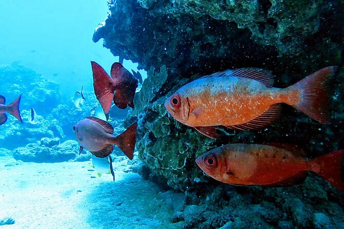 Clear Kayak Tour with Pontoons and Optional Snorkeling-Unlimited - Should you book Gabriel’s Ohana?