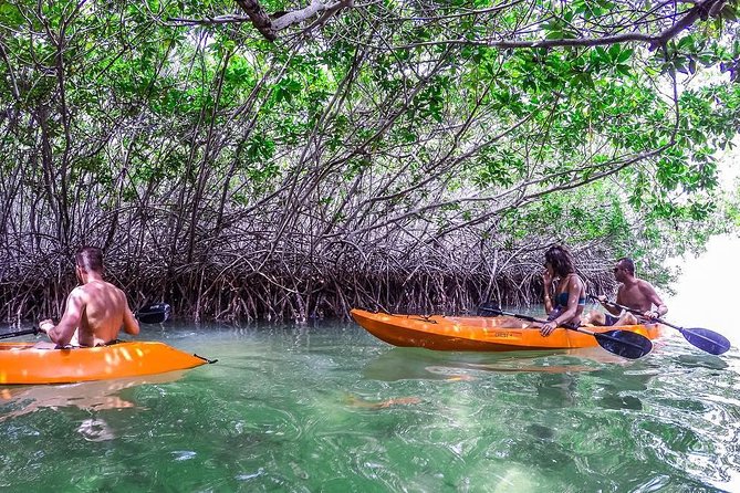Clearbottom Mangrove Kayak & Snorkel tour - Key points to know before you go
