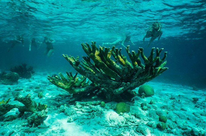 Clearbottom Mangrove Kayak & Snorkel tour - What the snorkel is really like