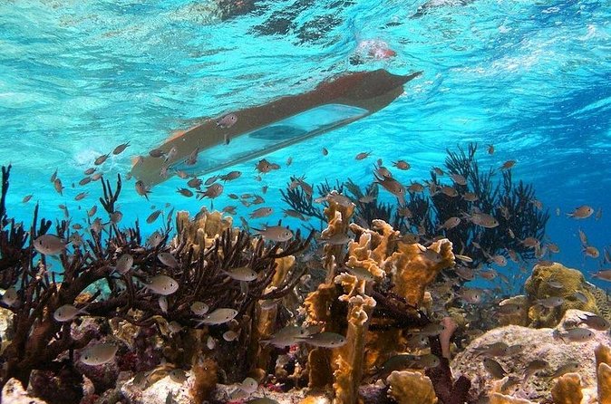 Clearbottom Mangrove Kayak & Snorkel tour - How to prepare for the heat, bugs, and water
