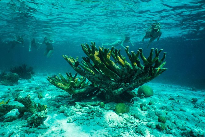 Clearbottom Mangrove Kayak & Snorkel tour - Who will enjoy this Bonaire tour most