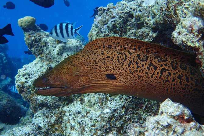 Combo Diving and Snorkeling Full Day Tour - Practical Limits and Booking Details
