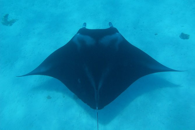 Combo Diving and Snorkeling Full Day Tour - Starting at 8:30 With H2O Bora Bora
