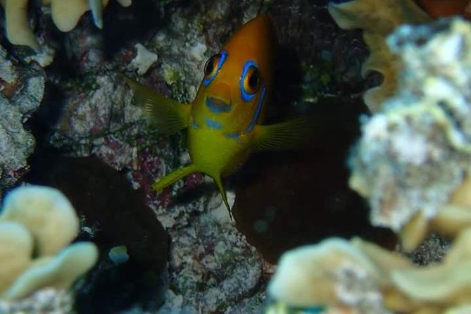 Combo Diving and Snorkeling Half-Day Tour - One morning, two ways to see Bora Bora