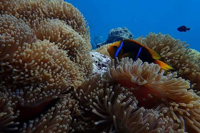 Combo Diving and Snorkeling Half-Day Tour - Why a private boat matters at $950
