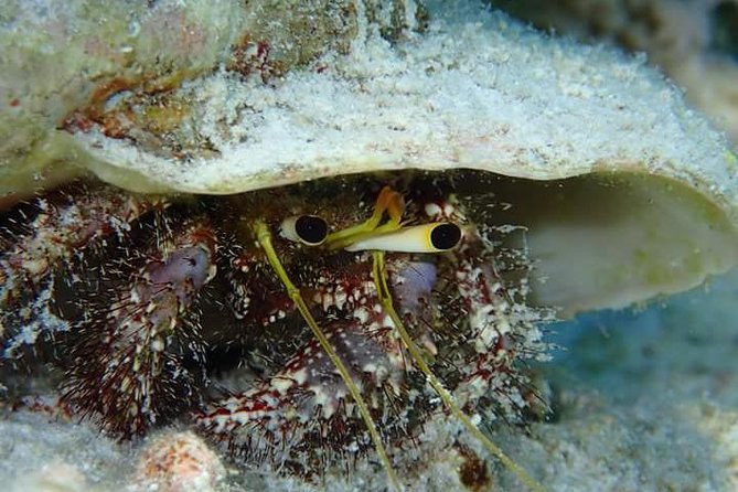 Combo Diving and Snorkeling Half-Day Tour - Who will get the most from this tour