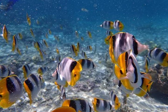 Combo Diving and Snorkeling Half-Day Tour - What David and Aimee add to the experience