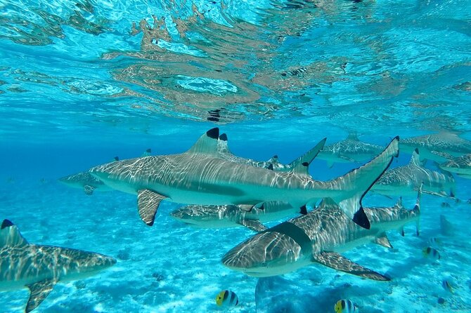 Combo snorkeling + motu lunch + jet ski group tour full day - Weather, comfort, and what to expect
