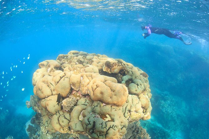 Coral Bay: 2-Hour Coral Viewing and Snorkeling - Key things to know before you book