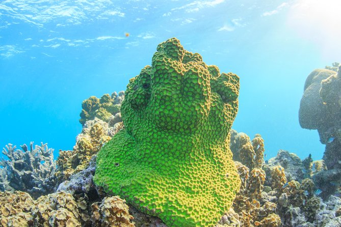 Coral Bay: 2-Hour Coral Viewing and Snorkeling - Meeting the Nhanya-Ku at Coral Bay beach