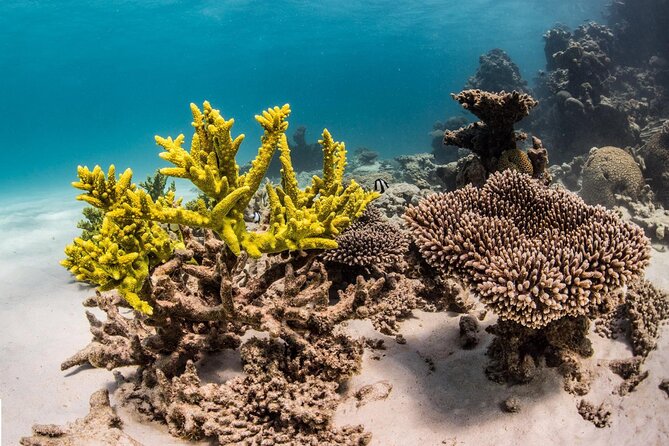 Coral Bay: 2-Hour Coral Viewing and Snorkeling - First snorkel site: a useful test of conditions