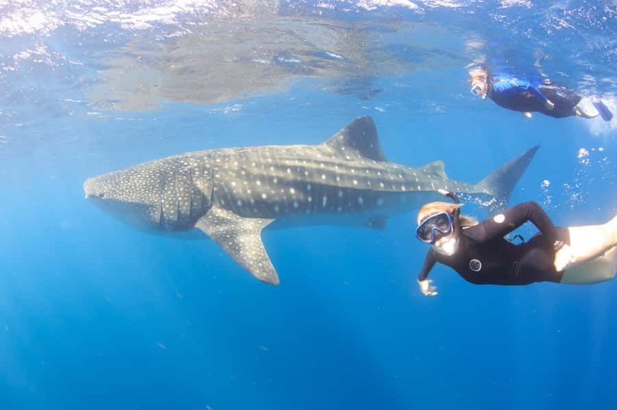 Coral Bay: Ningaloo Reef Swim and Snorkel with Whale Sharks - The important details at a glance