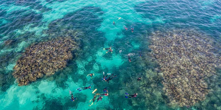 Coral Bay: Ningaloo Reef Swim and Snorkel with Whale Sharks - Who should book this Coral Bay tour?