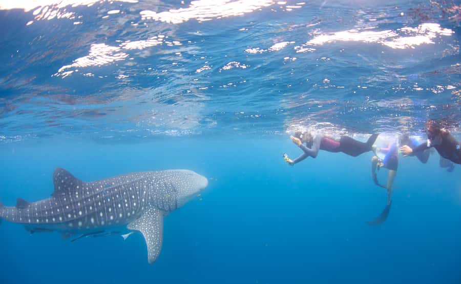 Coral Bay: Ningaloo Reef Swim and Snorkel with Whale Sharks - Starting at 7:30 AM in Coral Bay