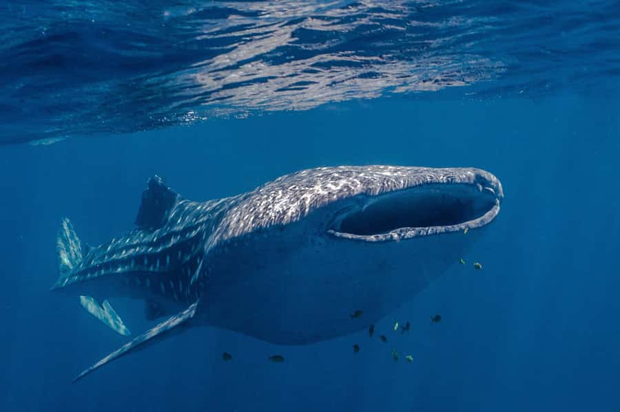 Coral Bay: Ningaloo Reef Swim and Snorkel with Whale Sharks - Morning tea, then the outer reef search
