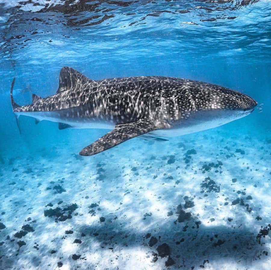 Coral Bay: Ningaloo Reef Swim and Snorkel with Whale Sharks - Swimming with whale sharks in groups of 10