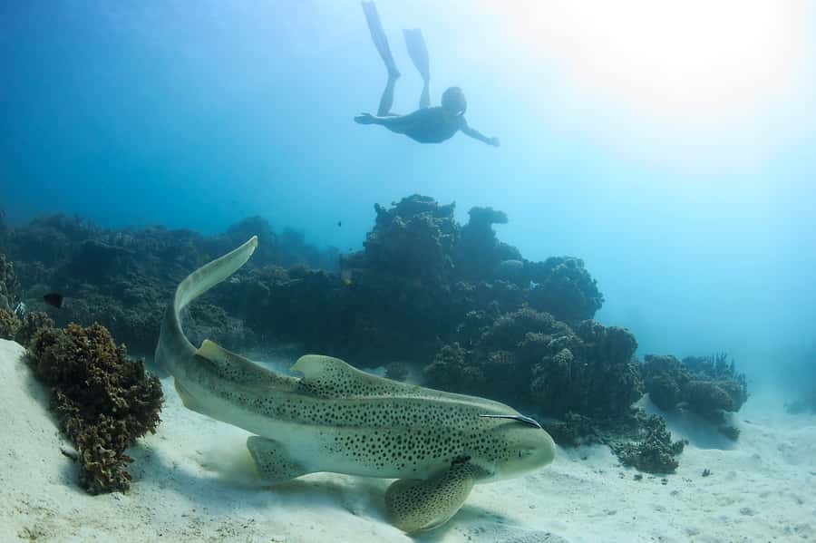 Coral Bay: Ningaloo Reef Swim and Snorkel with Whale Sharks - A second reef stop on the return journey