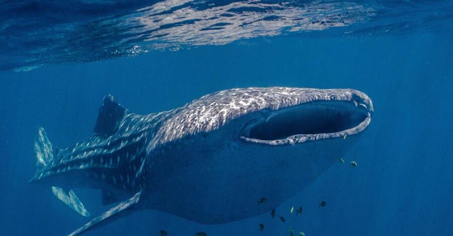 Coral Bay: Ningaloo Reef Swim and Snorkel with Whale Sharks - Lunch, snacks, champagne, and included photos