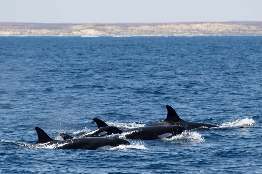 Coral Bay: Ningaloo Reef Swim and Snorkel with Whale Sharks - How the crew shapes the experience