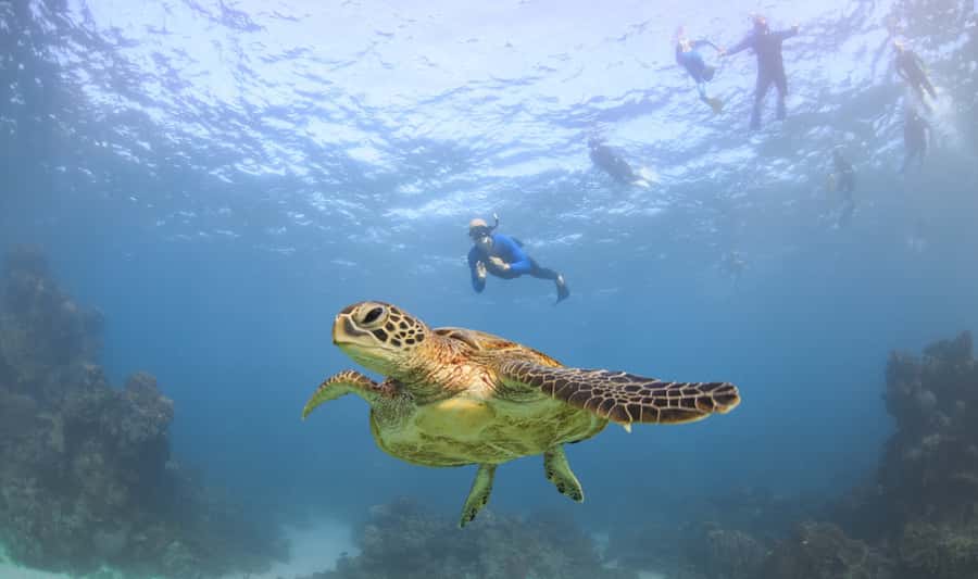 Coral Bay: Ningaloo Reef Swim and Snorkel with Whale Sharks - Is $460 good value?