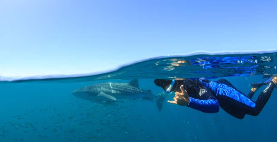 Coral Bay: Ningaloo Reef Swim and Snorkel with Whale Sharks - Your first snorkel in the coral gardens