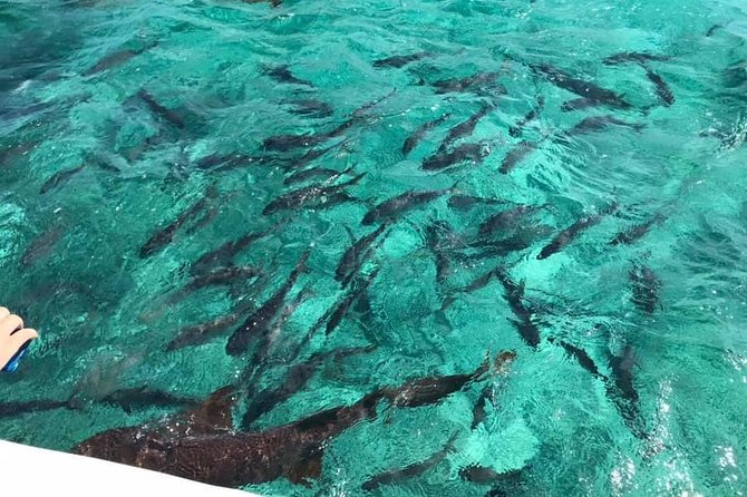 Coral Garden Shark and Sting Ray Alley Snorkeling - Is $75 a good value?