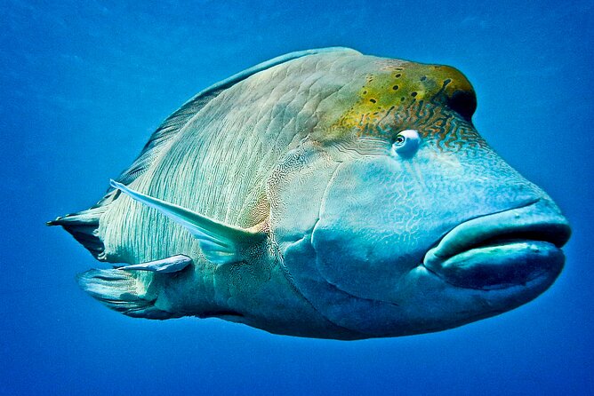Coral Sea Dreaming Overnight Dive, Snorkel and Sail - The crew is a major part of the appeal