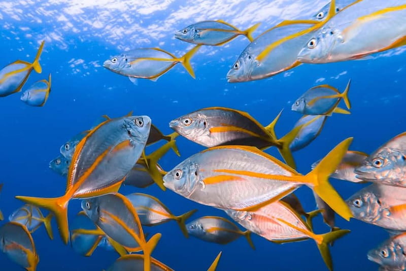 Costa Teguise: Guided 2-hour Snorkeling Tour for all levels - What the Costa Teguise snorkeling tour is really like