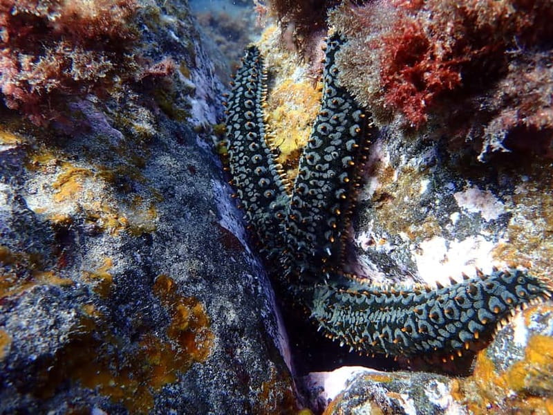 Costa Teguise: Guided 2-hour Snorkeling Tour for all levels - Why small groups make a difference