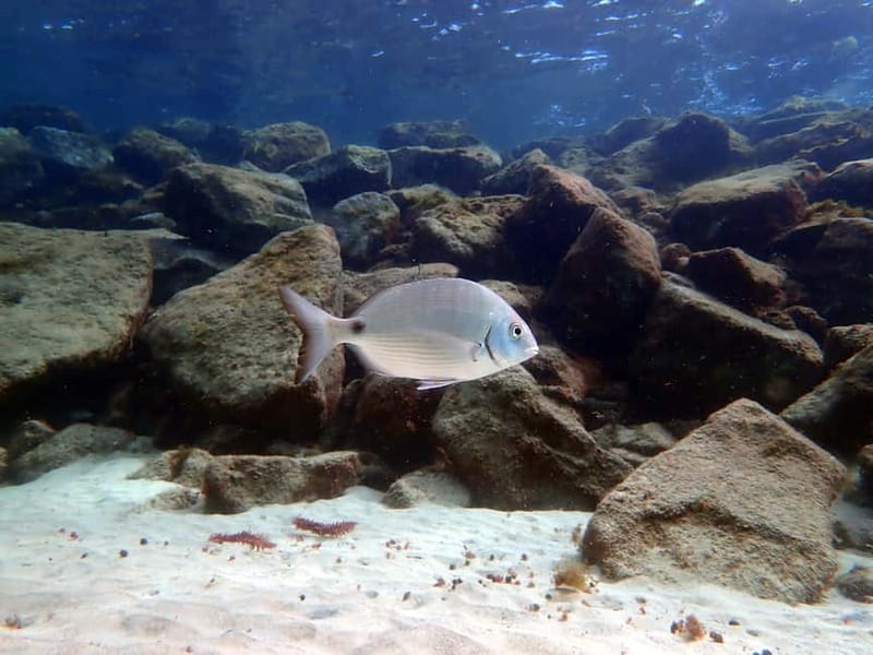 Costa Teguise: Guided 2-hour Snorkeling Tour for all levels - Pickup from Costa Teguise, Tahiche, and Arrecife