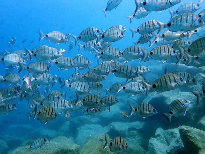 Costa Teguise: Guided 2-hour Snorkeling Tour for all levels - Is $57 a fair price?