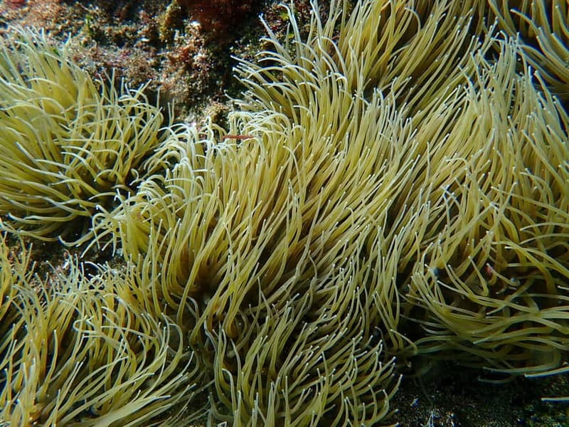 Costa Teguise: Guided 2-hour Snorkeling Tour for all levels - Who will enjoy this most?
