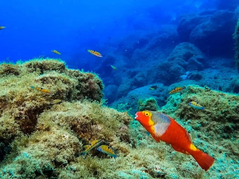 Costa Teguise: Guided 2-hour Snorkeling Tour for all levels - Shallow-water practice before the bay