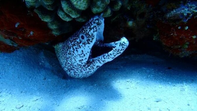 Cozumel Coral Reef Snorkeling by Glass Bottom Boat with Guide - Key details at a glance
