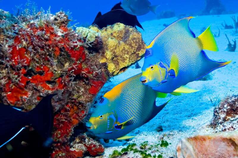 Cozumel: El Cielo & Palancar Snorkel with Open Bar & Ceviche - Crew, language, and the feel on board
