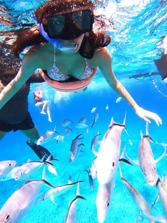 Cozumel: Palancar, Columbia and Cielo Reefs Snorkeling Tour - Should you book it?