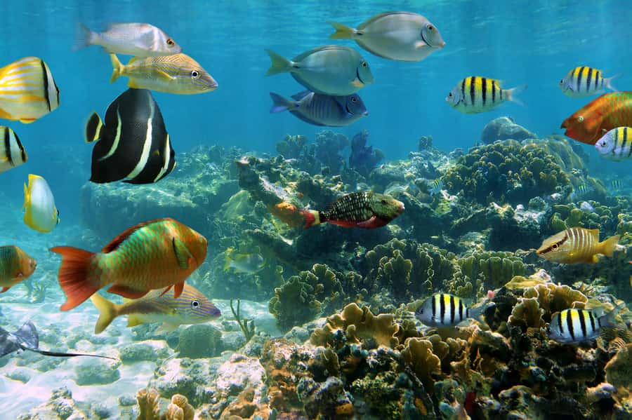 Cozumel: Palancar, Columbia and Cielo Reefs Snorkeling Tour - El Cielo and El Cielito for a slower finish