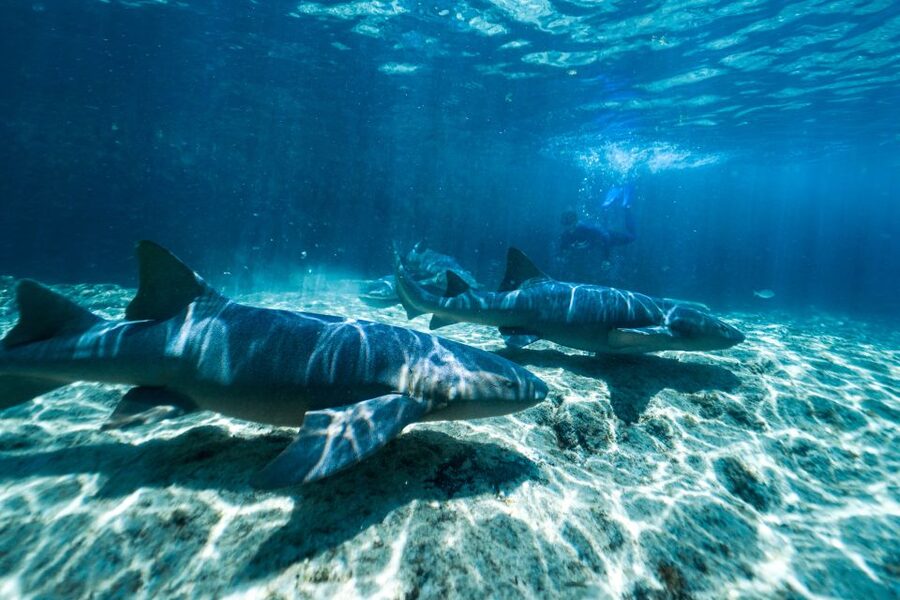 Cozumel: Snorkel and Swim with Stingrays - Meeting the stingrays in waist-deep water