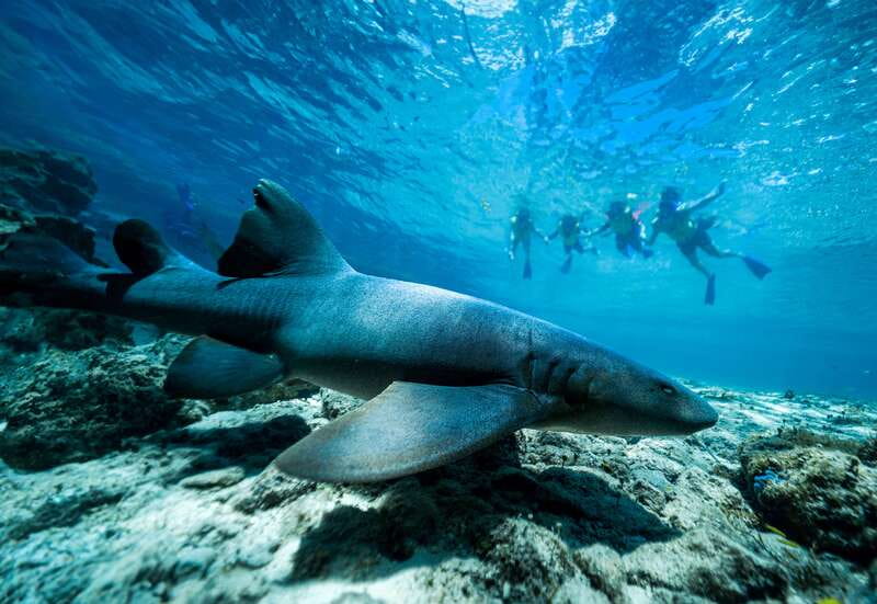 Cozumel: Snorkel and Swim with Stingrays - The 800-coral installation