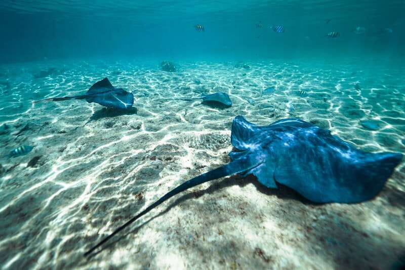 Cozumel: Snorkel and Swim with Stingrays - Arriving at Stingray Beach Cozumel