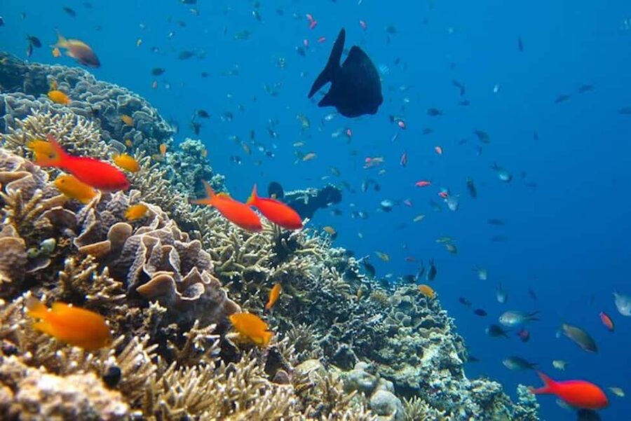 Cozumel: snorkeling on reefs + visit to "El Cielo" - Columbia Reef and the best chance for reef life