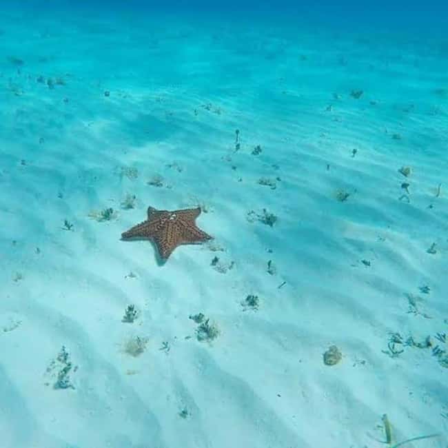 Cozumel: snorkeling on reefs + visit to "El Cielo" - Practical advice for a smoother outing