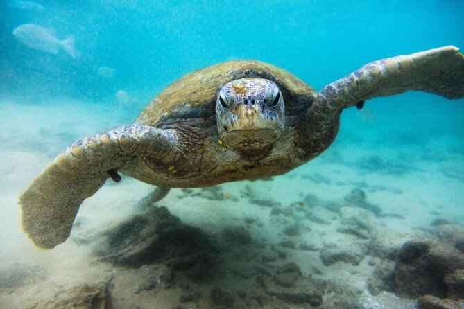Cozumel Snorkeling Tour at Palancar & Colombia Reefs and El Cielo - Key points to know before booking