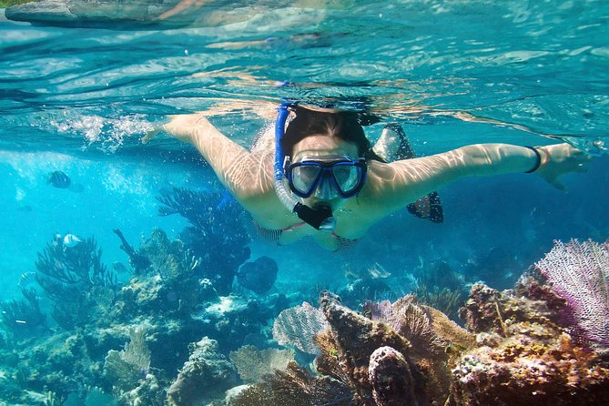 Cozumel Snorkeling Tour at Palancar & Colombia Reefs and El Cielo - What this Cozumel snorkeling trip is really like
