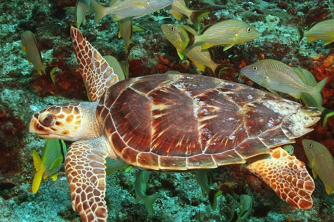 Cozumel Snorkeling Tour at Palancar & Colombia Reefs and El Cielo - Drinks, snacks, and the value of $59.49