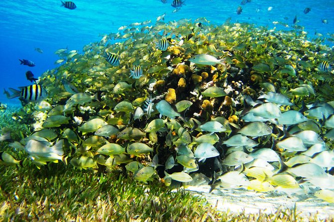 Cozumel Snorkeling Tour at Palancar & Colombia Reefs and El Cielo - The boat, crew, and group experience