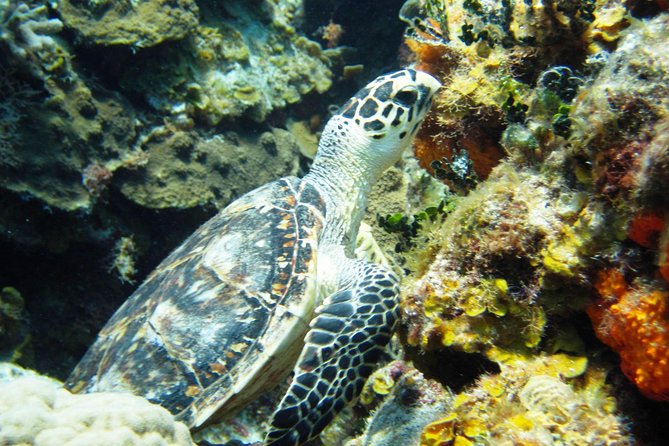 Cozumel Snorkeling Tour at Palancar & Colombia Reefs and El Cielo - Who should book this tour